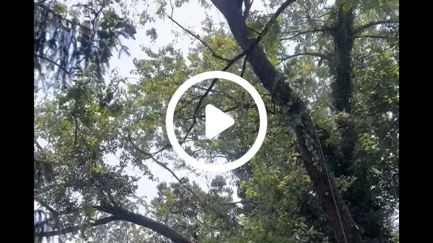 video3