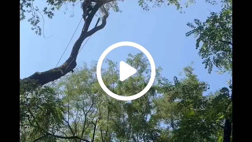 video4